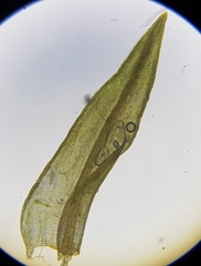 Vinealobryum nicholsonii