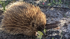 Tachyglossus aculeatus multiaculeatus