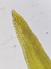 Vinealobryum nicholsonii
