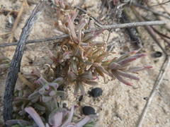 Mesembryanthemum canaliculatum