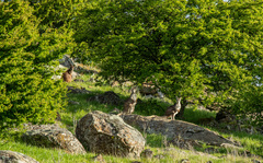 Osphranter robustus robustus