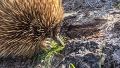 Tachyglossus aculeatus multiaculeatus