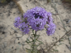 Phyllopodium cephalophorum