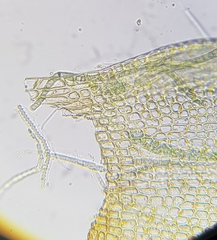Vinealobryum nicholsonii