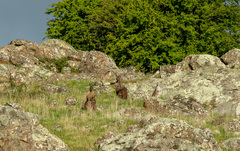 Osphranter robustus robustus