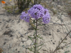Phyllopodium cephalophorum
