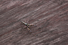 Chrysilla acerosa