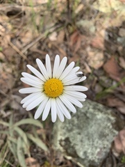 Brachyscome diversifolia