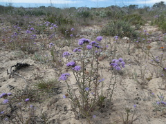 Phyllopodium cephalophorum