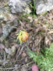 Brachyscome diversifolia