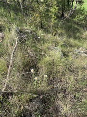 Brachyscome diversifolia