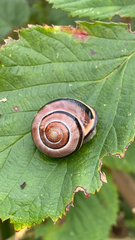 Cepaea nemoralis