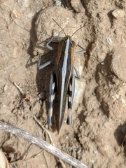Ramburiella hispanica