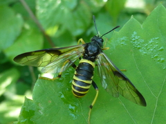Leptocimbex allantiformis