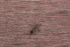 Melanacanthus