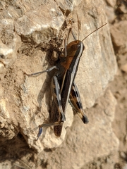 Ramburiella hispanica