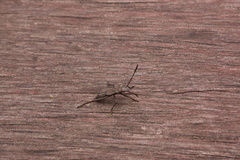 Melanacanthus