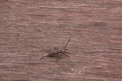 Melanacanthus