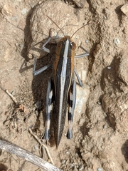 Ramburiella hispanica