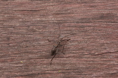 Melanacanthus