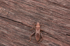 Daclera levana