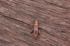 Daclera levana