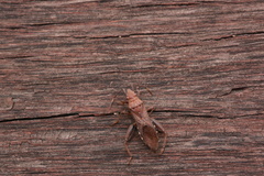 Daclera levana