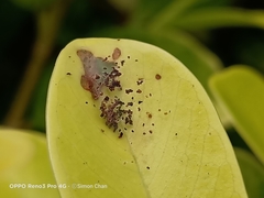 Glyphodes bivitralis