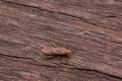 Daclera levana