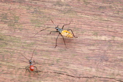 Coreinae