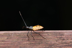 Coreinae