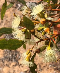 Eucalyptus incrassata