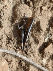 Ramburiella hispanica