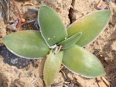Drimia ciliata