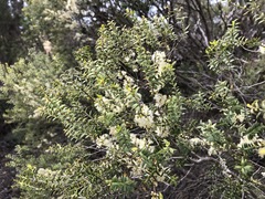 Melaleuca acuminata