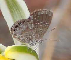 Brephidium metophis