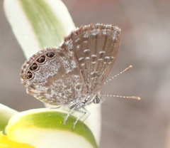 Brephidium metophis