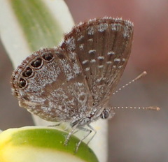 Brephidium metophis