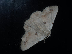 Aeolochroma quadrilinea