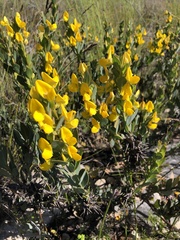 Rafnia elliptica