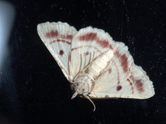 Aeolochroma quadrilinea