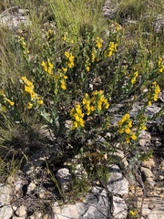 Rafnia elliptica