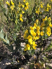 Rafnia elliptica