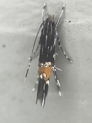 Cosmopterix gemmiferella
