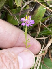 Polygala mariana