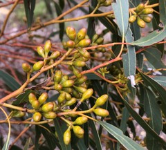 Eucalyptus oleosa