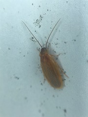 Compsodes schwarzi