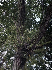 Dendrobium crumenatum