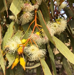 Eucalyptus incrassata