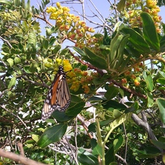 Danaus plexippus